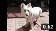 大阪（豊中市）のかわいい犬　かわいいワンちゃん　ラブちゃん